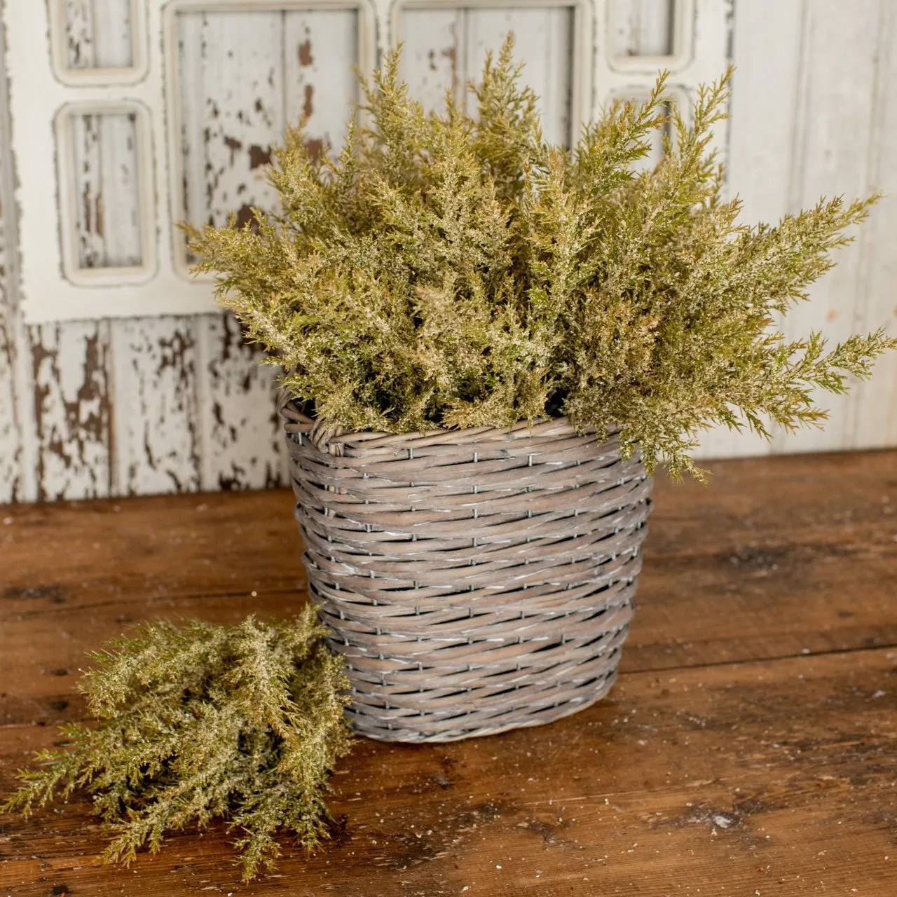 Beige and Green Prickly Pine Bush