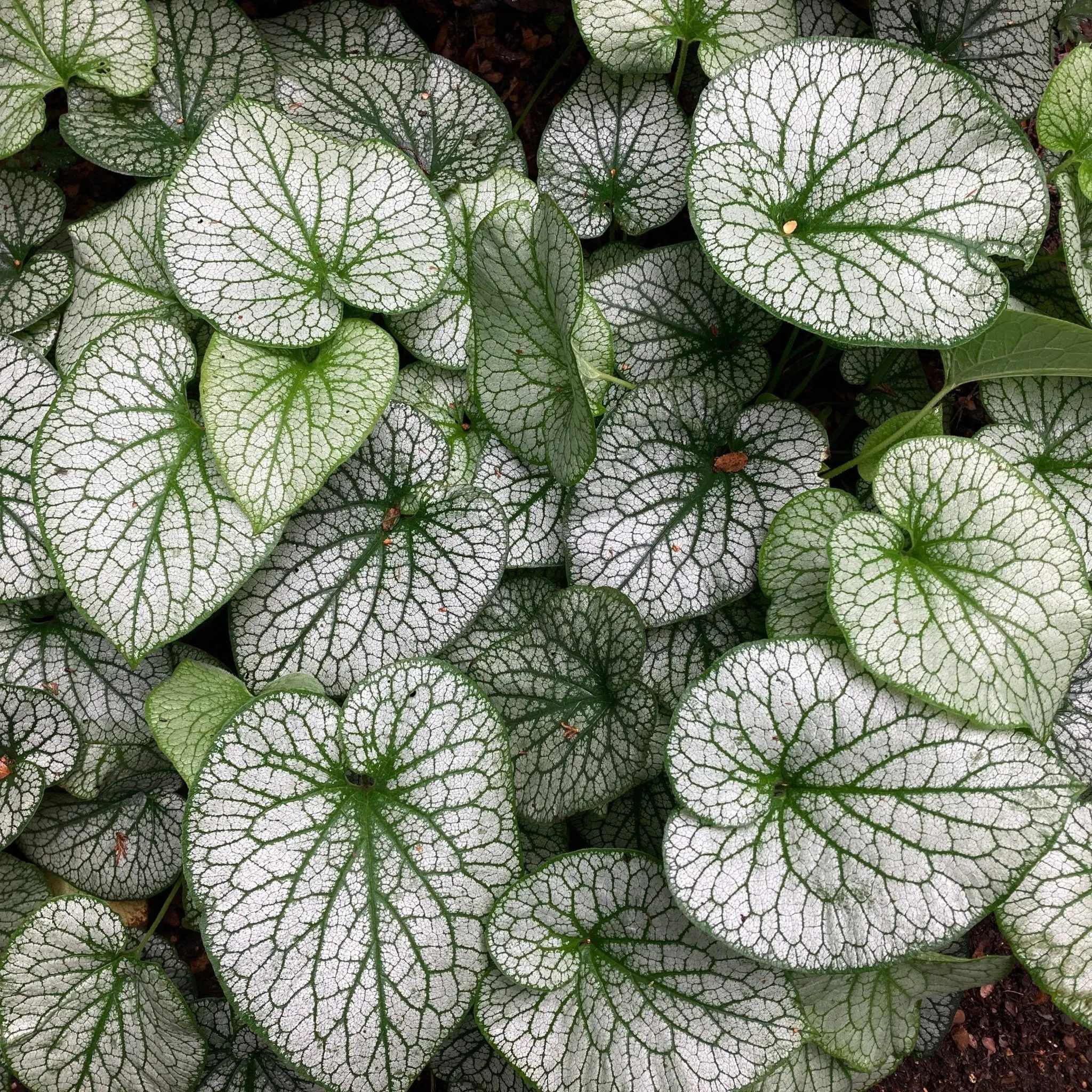 Brunnera Alexanders Great 9cm